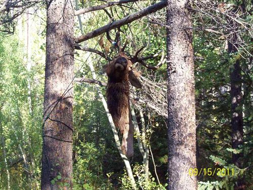 Elk Head in Camp.JPG