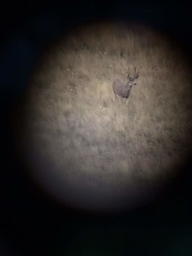 Deer 2014.jpg