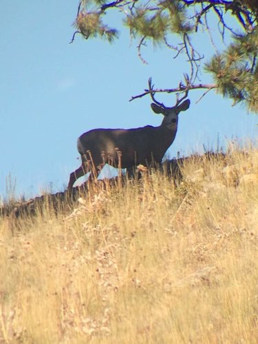 Deer 4 2014.jpg