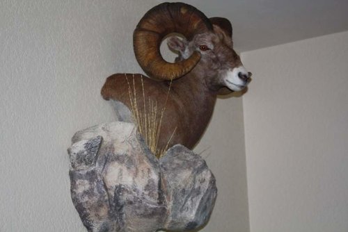 bighorn sheep mount 008.jpg