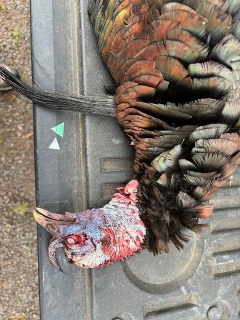 240427 Turkey Hunting 2.jpg