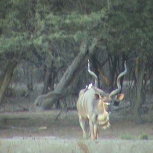 Chris Kudu