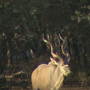 big kudu
