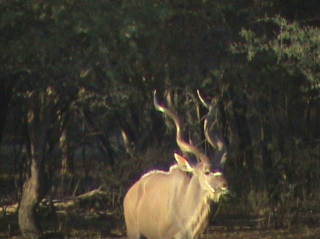 big kudu