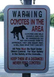 Coyotes.jpg