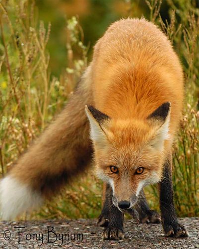red-fox003-edit-crop.jpg