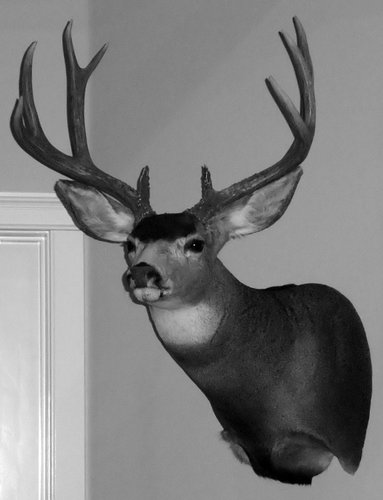 mule deer1.JPG