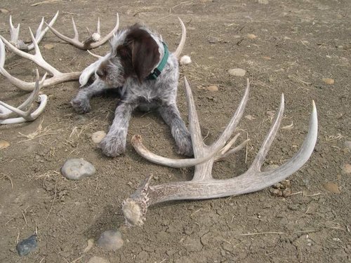 Piper and 80 mulie shed.jpg