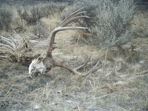 dead deer 004.JPG