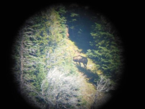 Bull Spotter 3-3.jpg