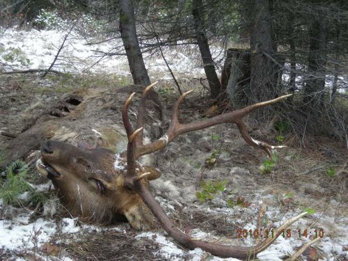 Dead Elk.jpg