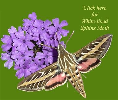 white-lined_sphinx_moth_link2.jpg
