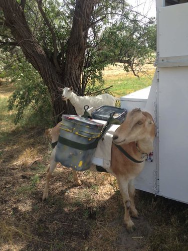 Pack Goat 1.jpg