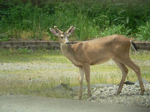 deer 019.jpg