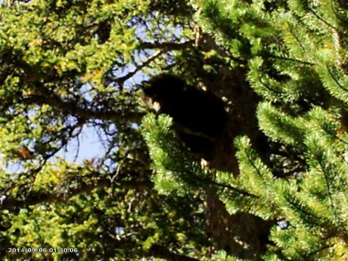 Bear in Tree I.jpg