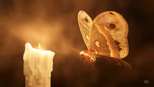 moth.flame.jpg