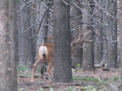 deer 2009.jpg