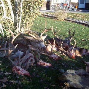 A pile of deer from 2008