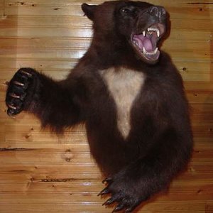 Idaho bear