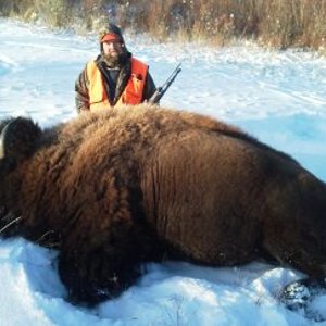 Wyoming Wild Bison