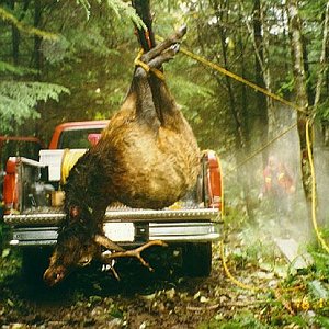 Washington Roosevelt Elk, Loading up