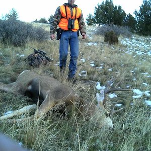 2013 Mule Deer Buck (1)