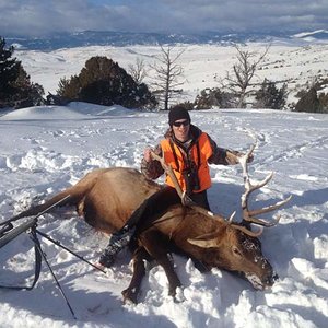 2012 Bull Elk (2)