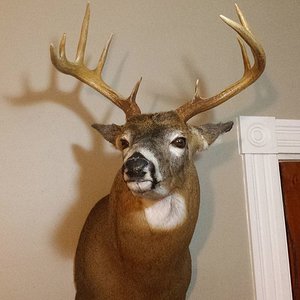 Very lucky to have a father that is an award winning taxidermist.