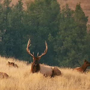 Sept. 17 2017

Big Bull @ Bison Range