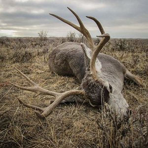 2017 MT Mule Deer Hunt 6 preview