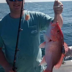 Decent sized snapper
