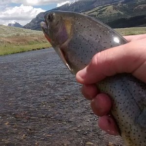 cutthroat with scenery